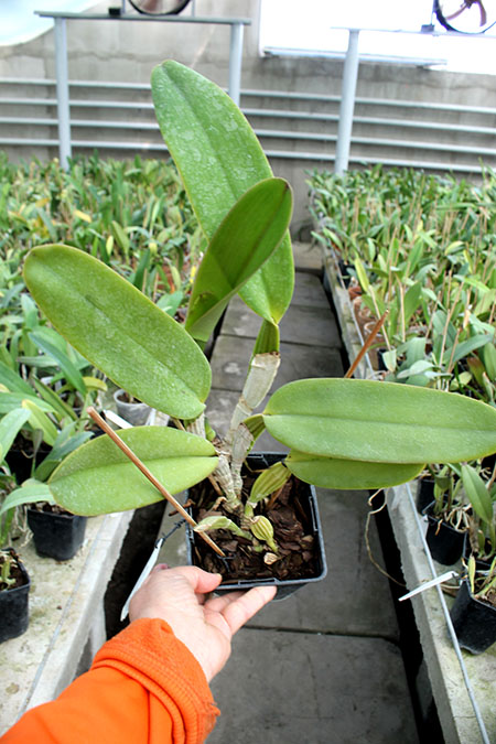 Cattleya lueddemanniana alba 'OMG' x Cattleya lueddemanniana coerulea 'Siquesique'.jpg
