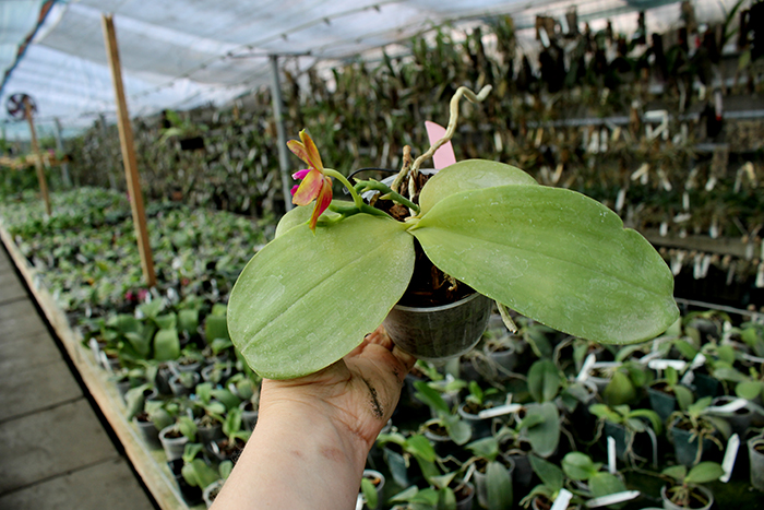 Phalaenopsis LD Emerald Bear x LD Double Dragon.jpg