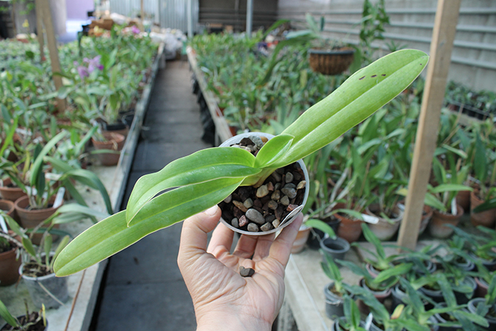 Paphiopedilum sanderianum.jpg