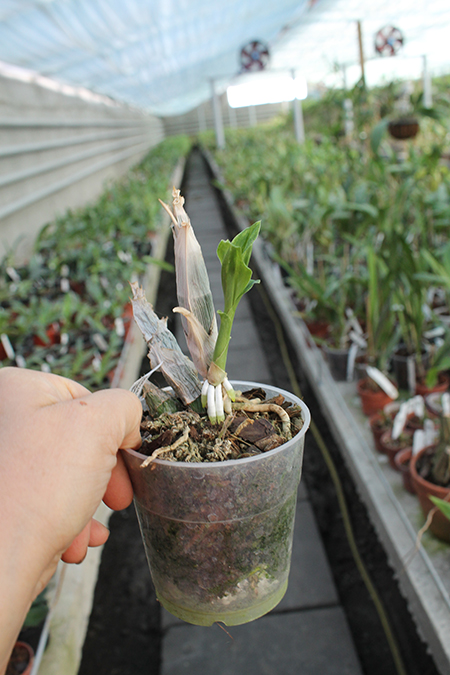 Catasetum Dragon's Teeth x pileatum.jpg