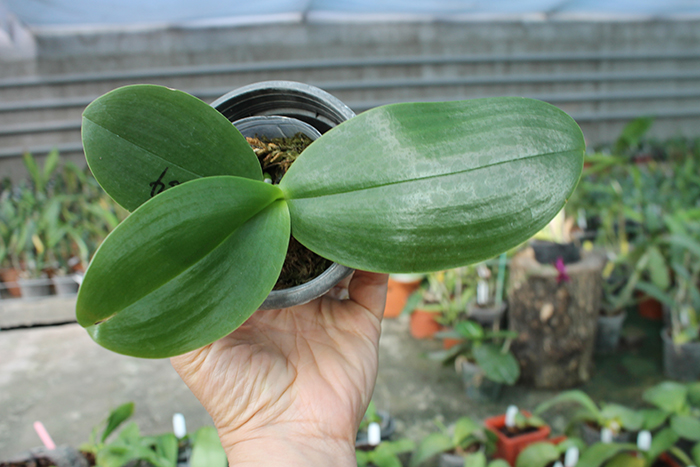 Phalaenopsis LD Giga King 'Mituo #1'.jpg
