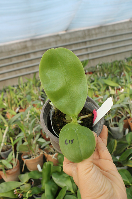 Phalaenopsis Mituo Prince x Samera.jpg