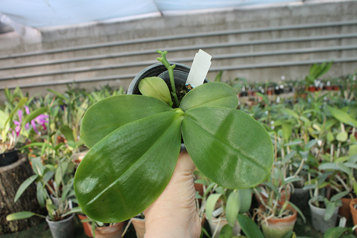 Phalaenopsis Mituo Prince 'Chin Ming'.jpg