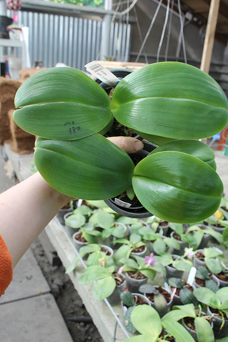 Phalaenopsis LD Sun Dragon 'Snake Scales'.jpg