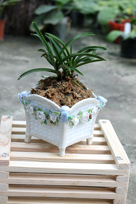 Neofinetia falcata.jpg