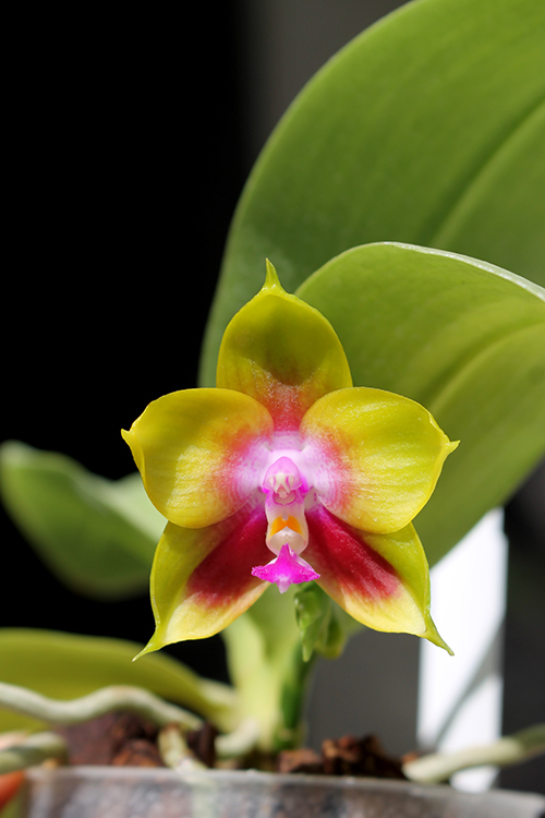 Phalaenopsis Ld's Bear King 'YK-7 ' x Dragon Tree Eagle '168'.jpg