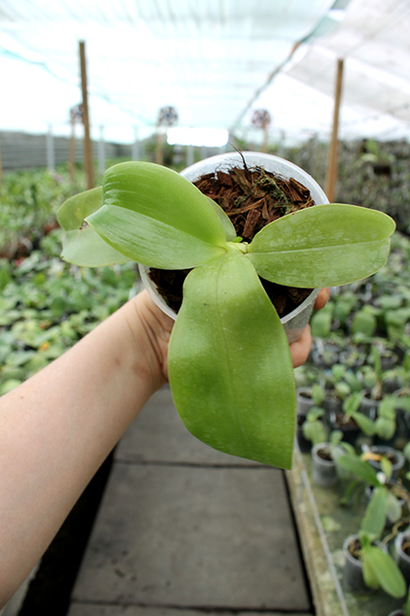 Phalaenopsis violacea indigo.jpg