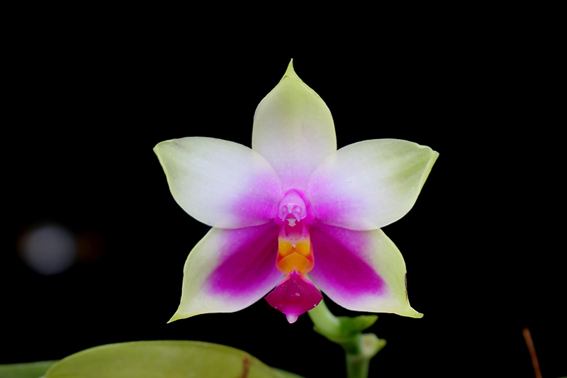 Phalaenopsis bellina AL.jpg