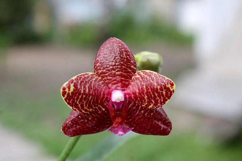 Phalaenopsis Mituo King 'Blood Spots'.jpg