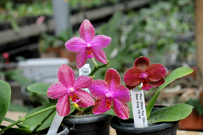 Phalaenopsis Mituo Sun 'Mituo #1' x Ld's Bear King 'YK-14'.jpg