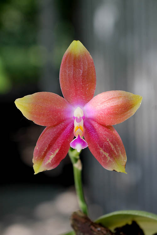 Phalaenopsis KS Happy Eagle x tetraspis 'Red #1'.jpg