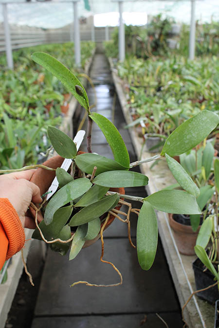 Cattleya Little Seagull (Cattleya Landate 'Foxcroft'  x Cattleya Brabantiae 'Dixie's Spots').jpg
