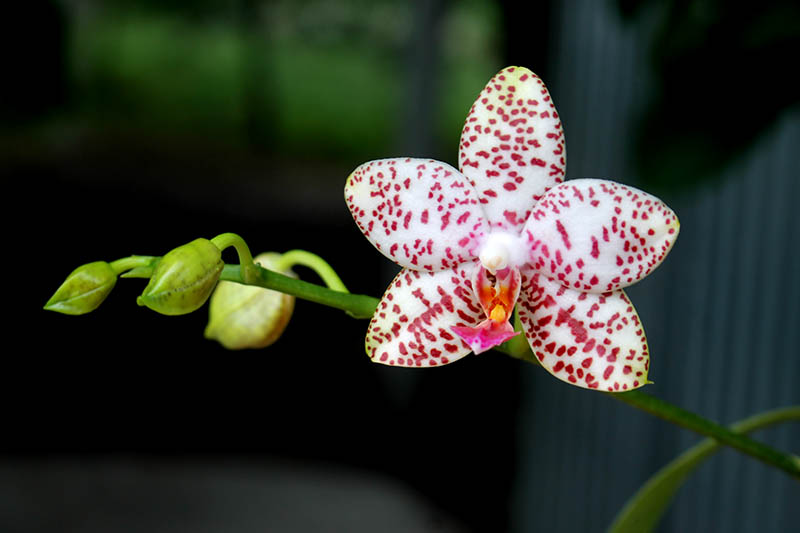 Phalaenopsis Brother Princess 'Hai-Tung'.jpg