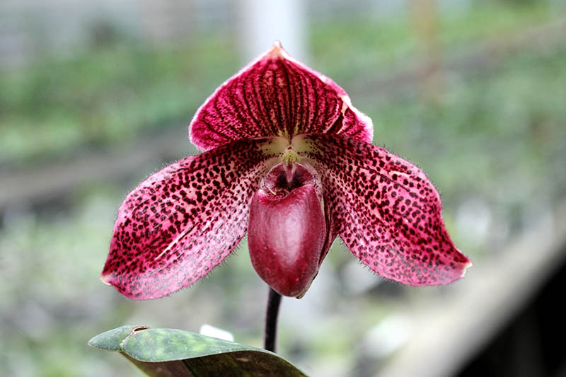 Paphiopedilum bellatulum x Shin-Yi Heart.jpg