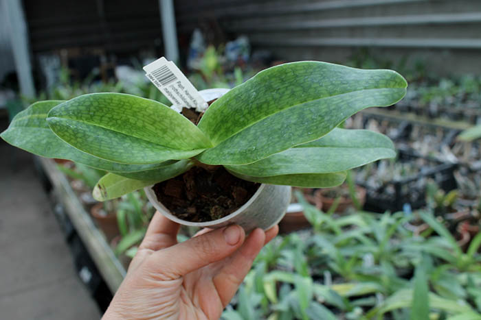 Paphiopedilum Harold Koopowitz (rothschildianum 'Eagle' x malipoense).jpg