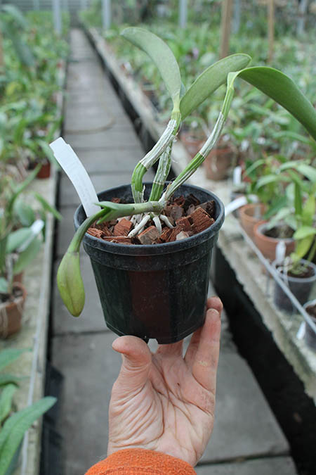Laeliocattleya Nora's Melody 'Hsinying' (Love Knot x Little Dipper).jpg