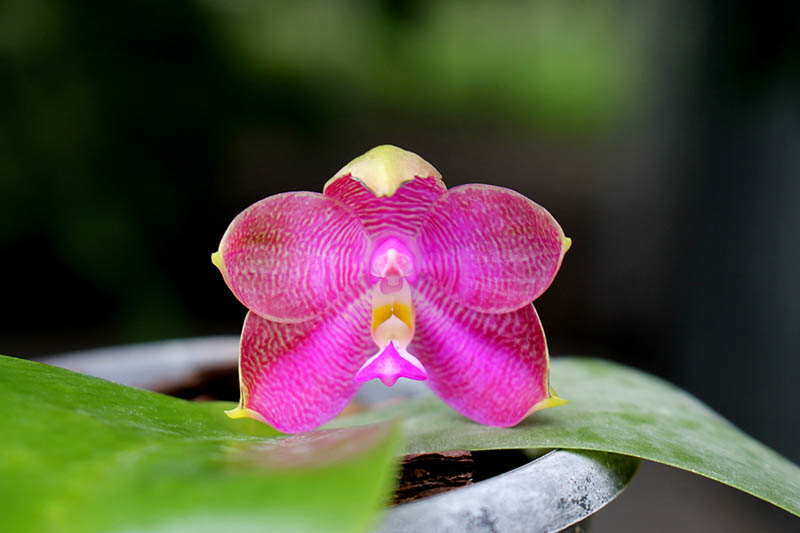 Phalaenopsis Zheng Min Tyrannosaurus x Ld's Bear Queen.jpg