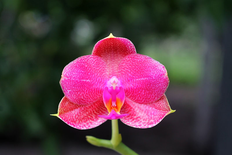 Phalaenopsis Mituo Sun 'Mituo #1' x Ld's Bear King 'YK-14'.jpg