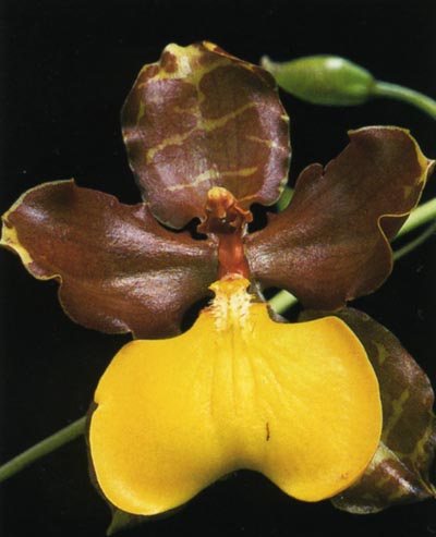 Cyrtochilum.jpg