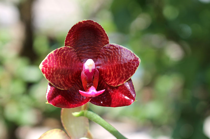 Phalaenopsis Mituo King 'Blood Spots'.jpg