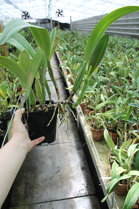 Cattleya trianae 'Junio' (12-8) x Cattleya trianae 'Sangre de Toro II' (25-8).jpg