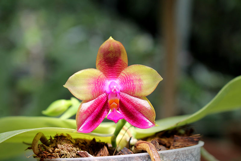 Phalaenopsis LD Emerald Bear x LD Double Dragon.jpg