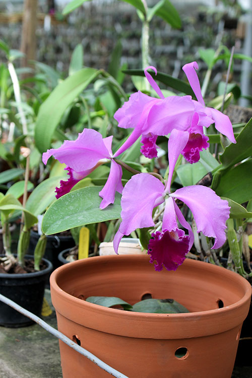 Cattleya warneri escura 'Corrego D'antas' x Cattleya warneri escura integra orlata