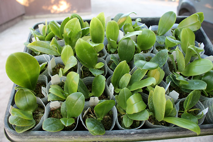 Phalaenopsis Yungho Gelblitz x violacea indigo.jpg