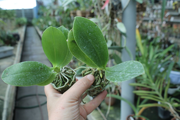 Phalaenopsis Chienlung Snake.jpg