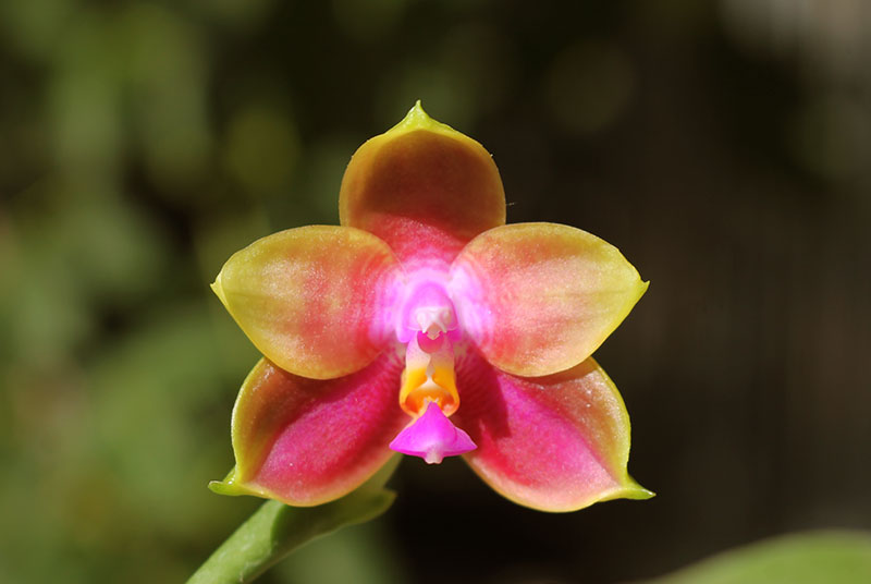 Phalaenopsis Mituo Coral Mambonosa x LD's bear Queen.jpg