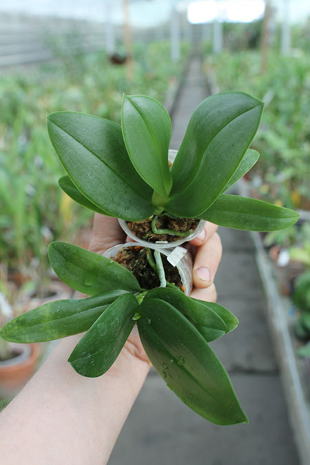 Phalaenopsis Hans Christiansen.jpg