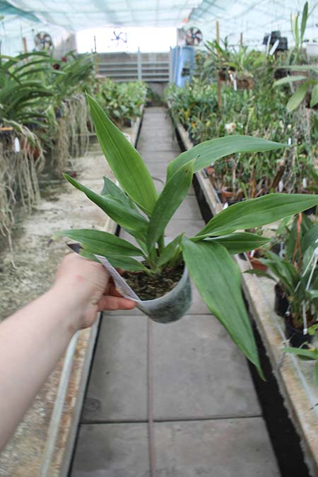 Acacallis cyanea x Cochleanthes amazonica.jpg