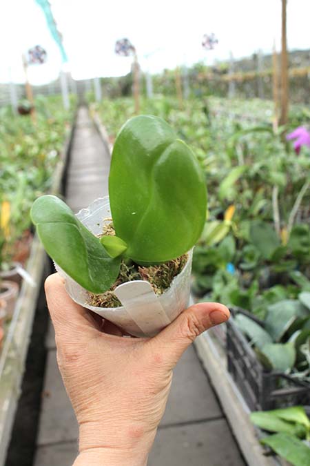 Phalaenopsis Mituo Sun x Palace Reef.jpg