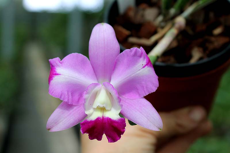 Laeliocattleya Nora's Melody 'Hsinying' (Love Knot x Little Dipper).jpg