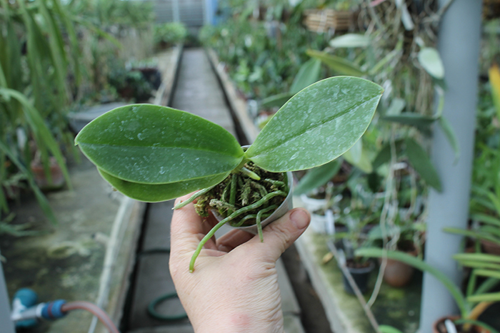 Phalaenopsis Chienlung Snake.jpg