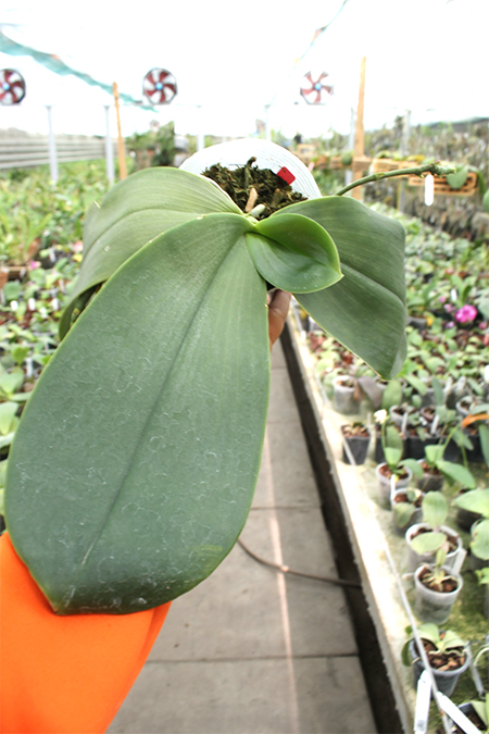 Phalaenopsis Yuanshan Girl.jpg