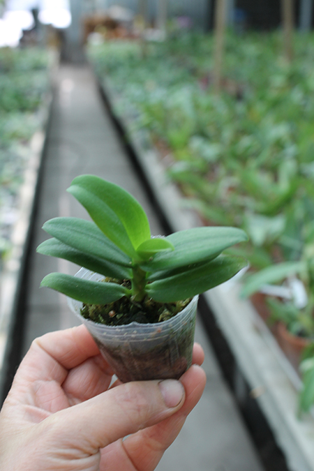 Renanthopsis Chienlung Pink Squirrel.jpg