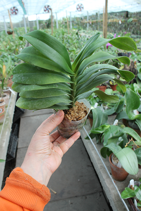 Phalaenopsis equestris x Renanthera matutina.jpg