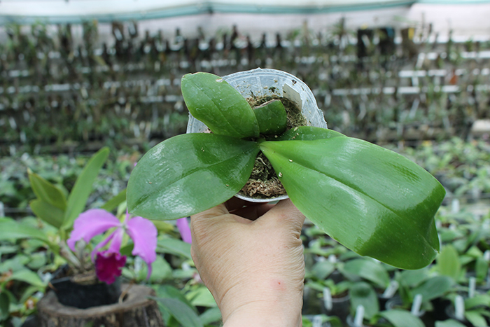 (Phalaenopsis tetraspis x speciosa) x violacea indigo.jpg