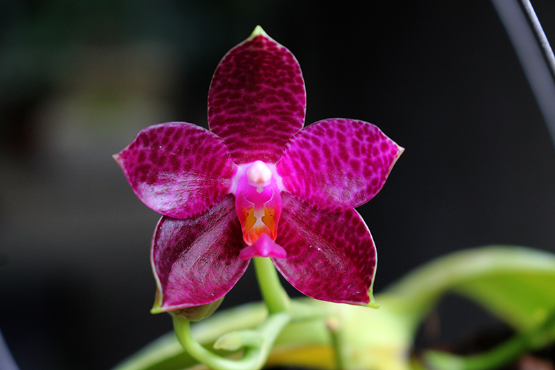 Phalaenopsis Mok Choi Yew Indigo.jpg