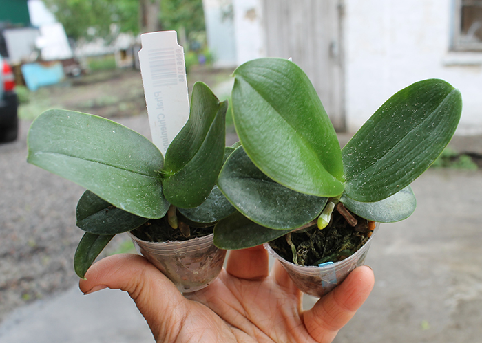 Phalaenopsis Chienlung Black Conch.jpg