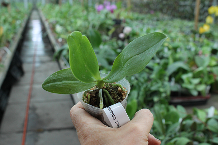 Phalaenopsis Chienlung Snake.jpg