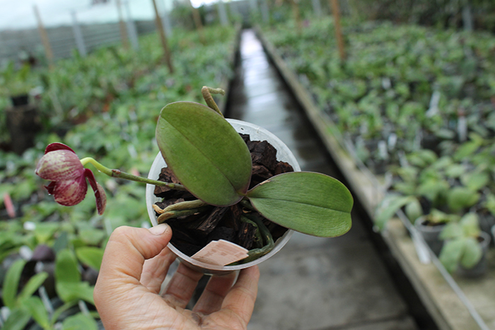 Phalaenopsis Chingruey's Fancy 'Red Wine'.jpg
