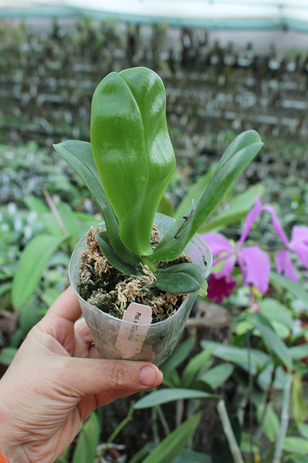 Phalaenopsis violacea indigo.jpg