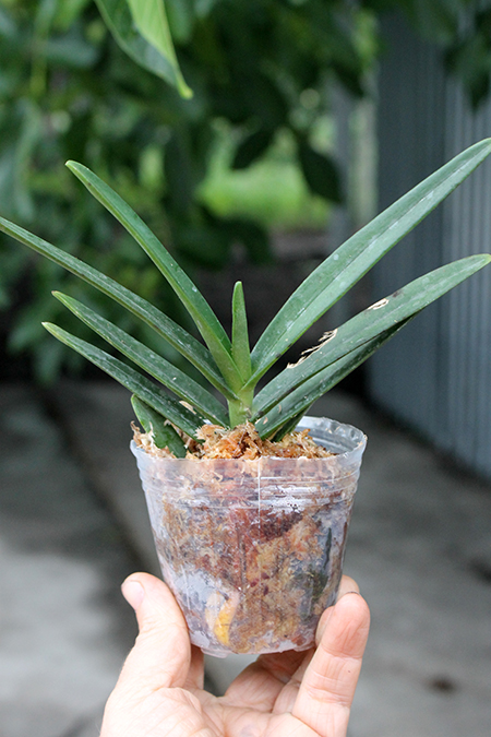 Vandachostylis Thailand x Vanda Pachara Delight 'Blue'.jpg
