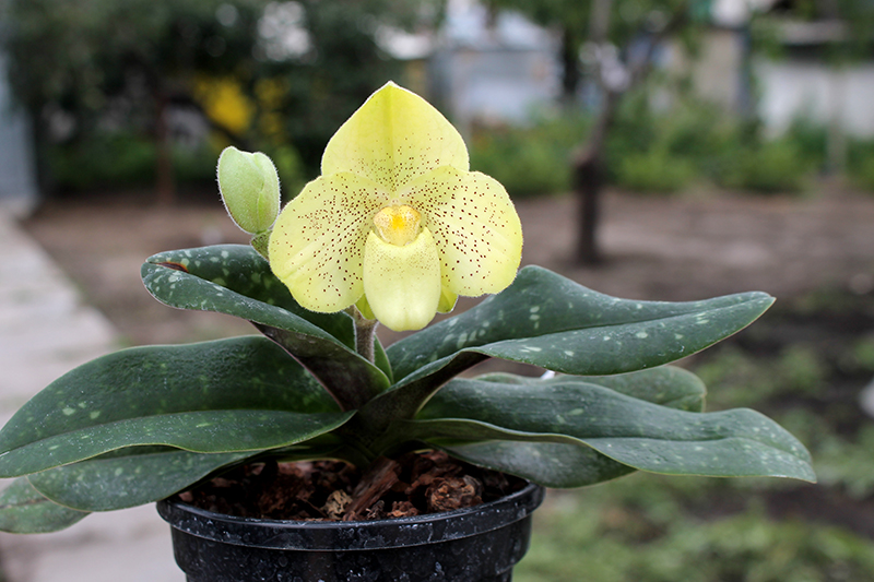Paphiopedilum concolor x sib.jpg