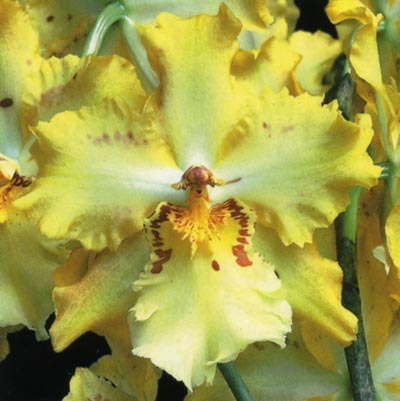 Odontocidium Autumn Gold.jpg