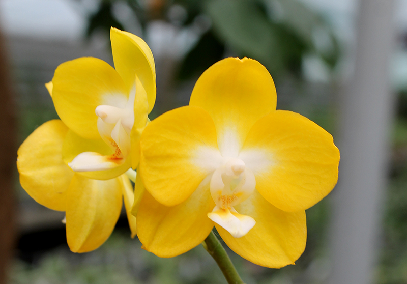 Phalaenopsis Sogo Shito.jpg