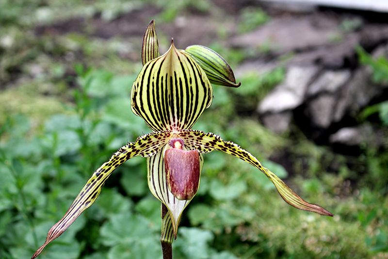 Paphiopedilum David Ott.jpg