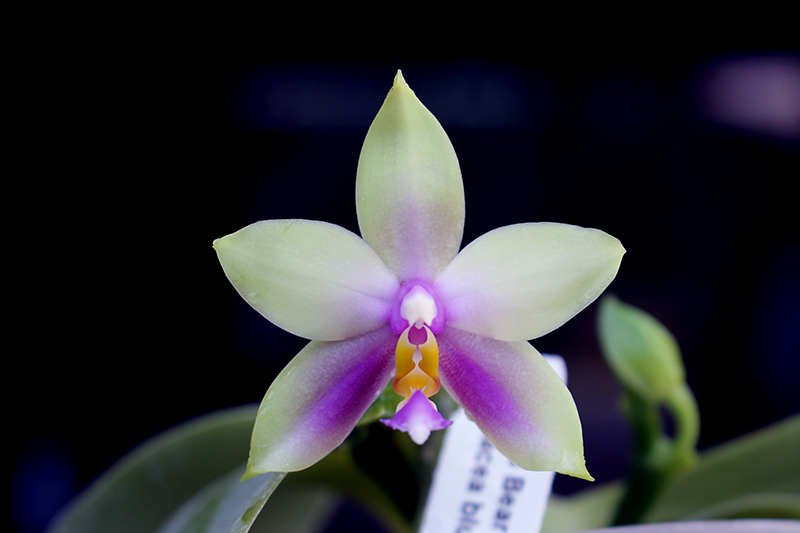 Phalaenopsis LDs Bear Queen x violacea blue 'Big'.jpg